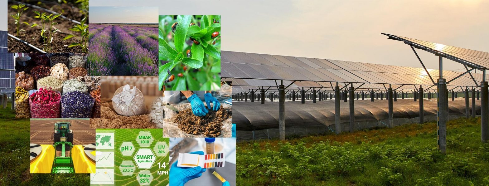 greenfield groves, lindsay giguiere, vertical operations including farming