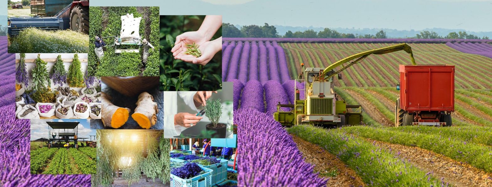 greenfield groves, lindsay giguiere, vertical operations including processing